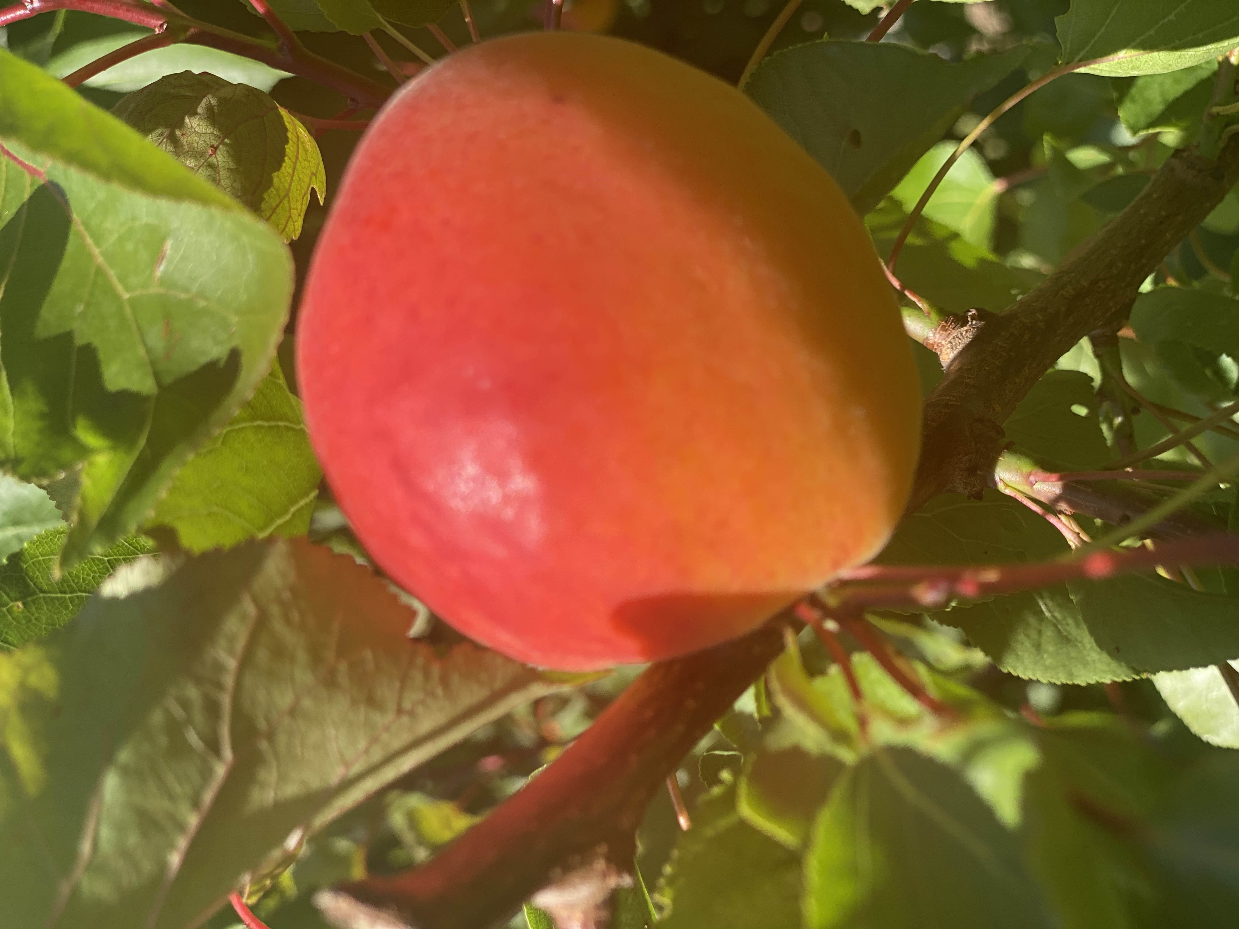 Frische Aprikosen vom Hof